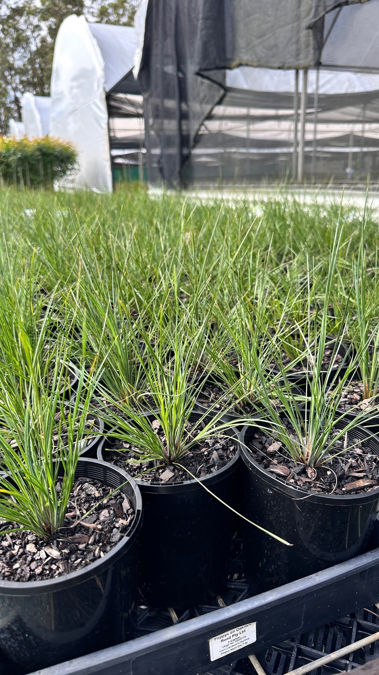 Grasses