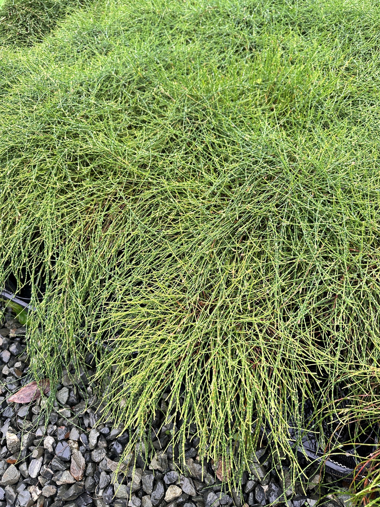 Groundcovers