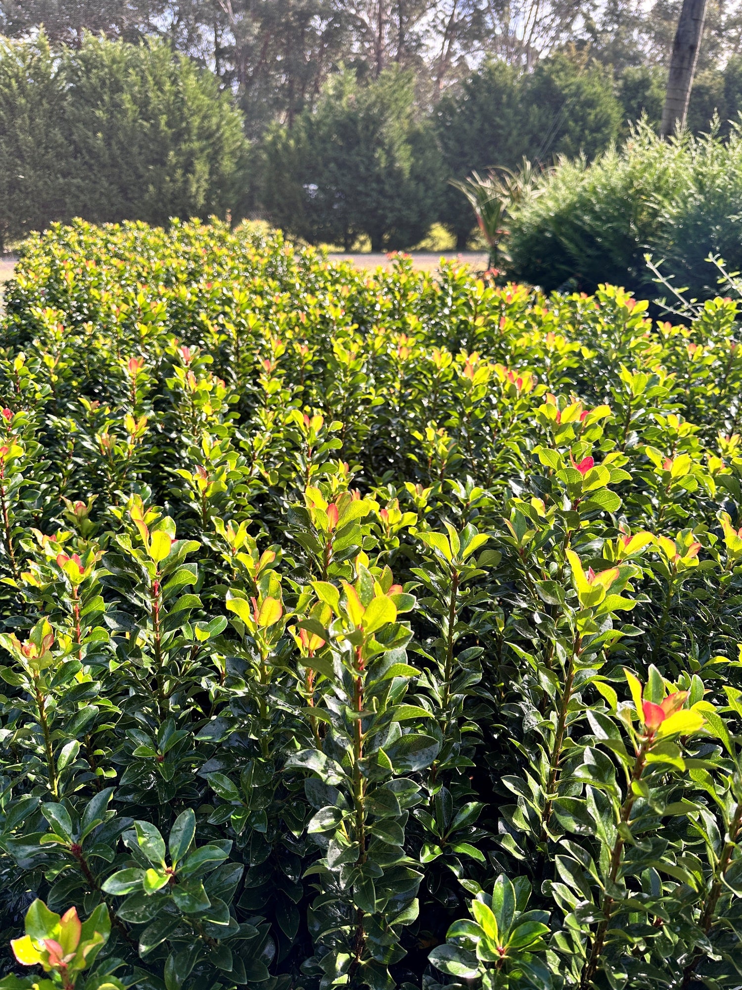 Hedging