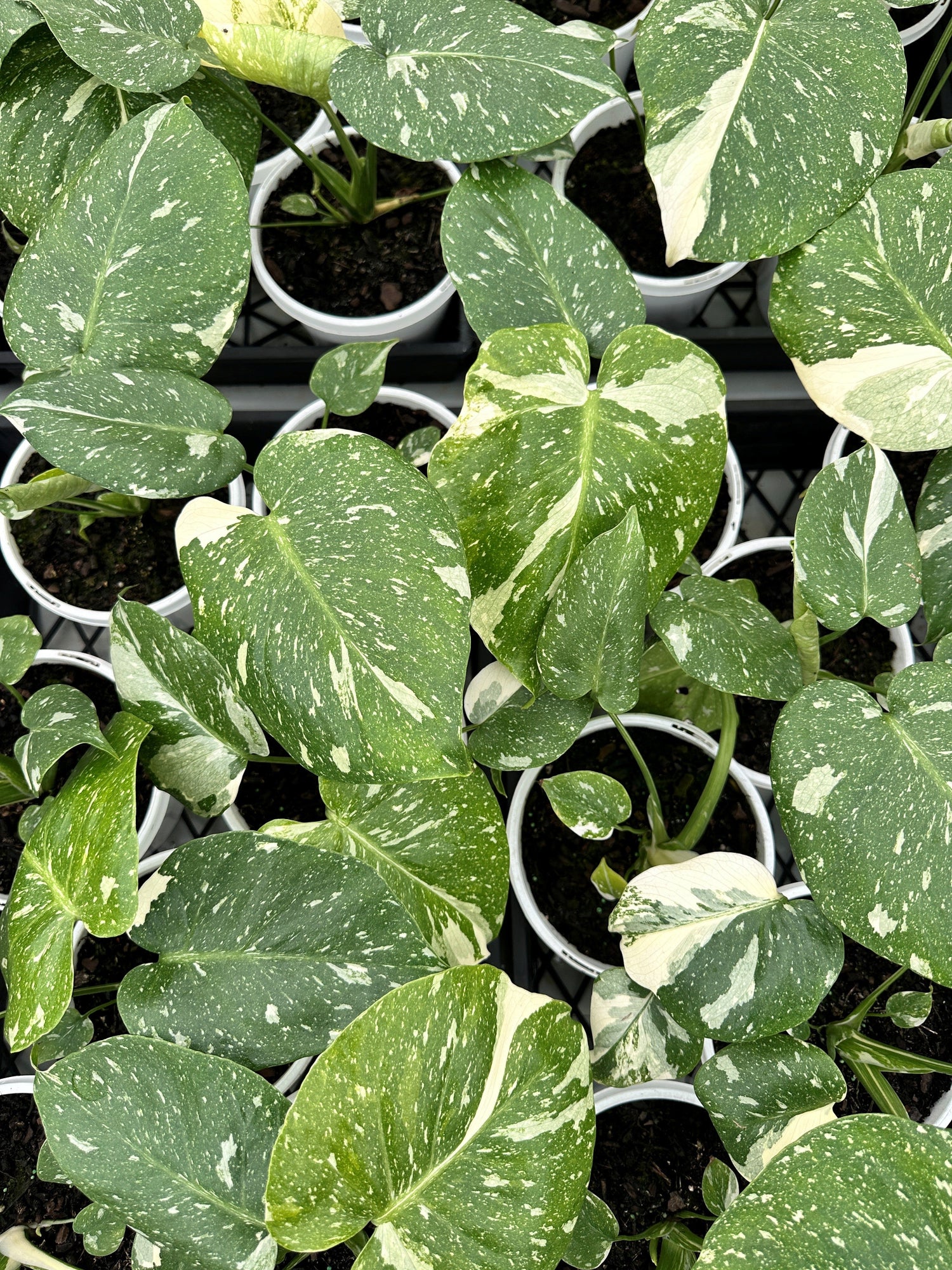 Rare Plants