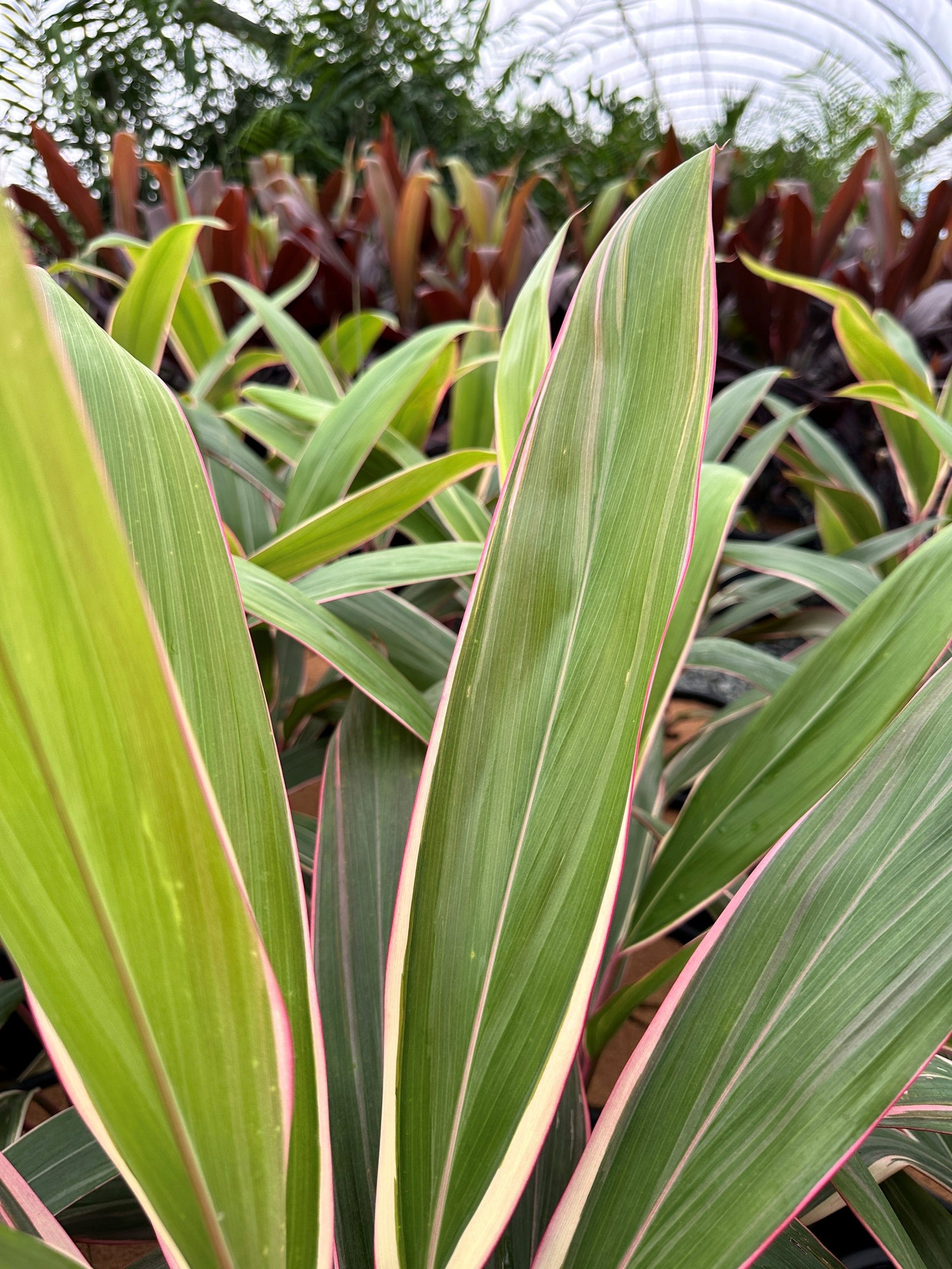 Tropicals
