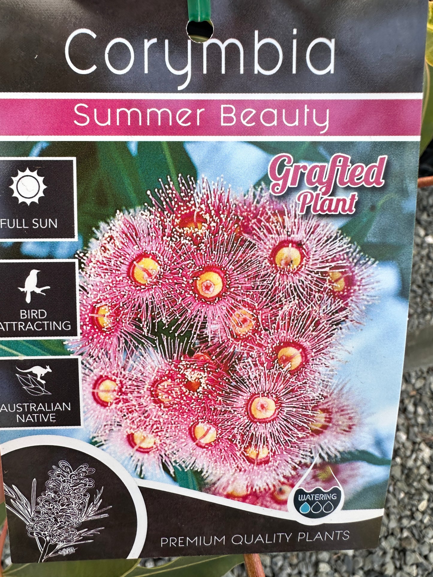 Corymbia 'Summer Beauty' 300mm (Flowering Gum)