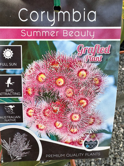 Corymbia 'Summer Beauty' 300mm (Flowering Gum)