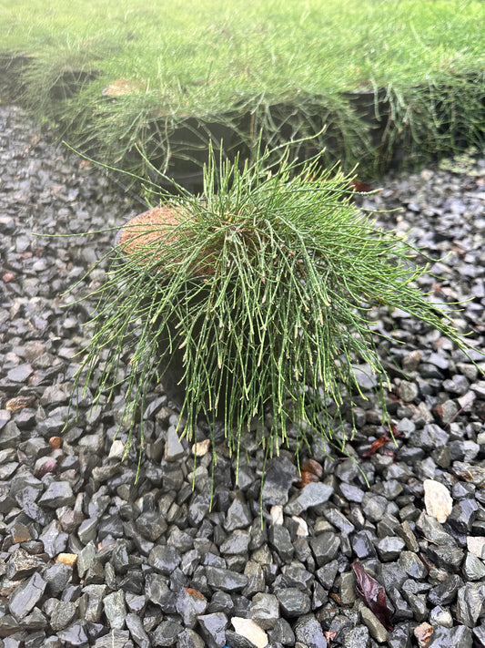 Casuarina 'Cousin It' 140mm
