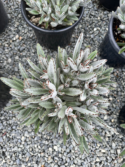 Kalanchoe tomentosa 270mm