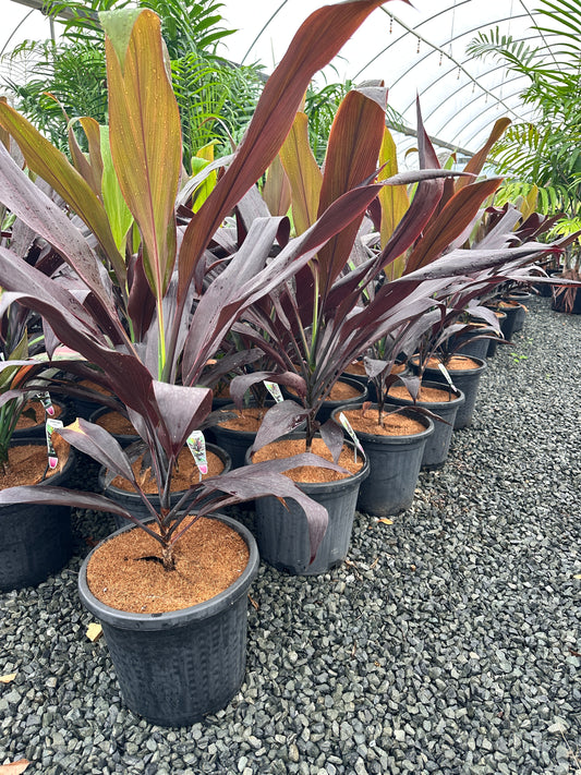 Cordyline negra 300mm