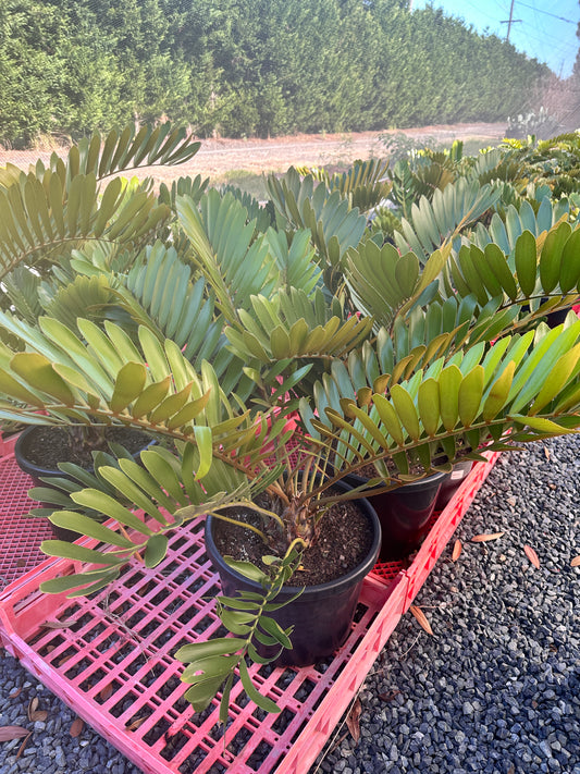 Zamia Furfuracea 400mm