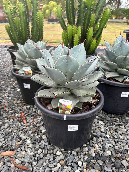 Agave 'Dragon Toes' 270mm