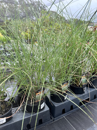 Miscanthus sinensis 'Gracillimus' 140mm
