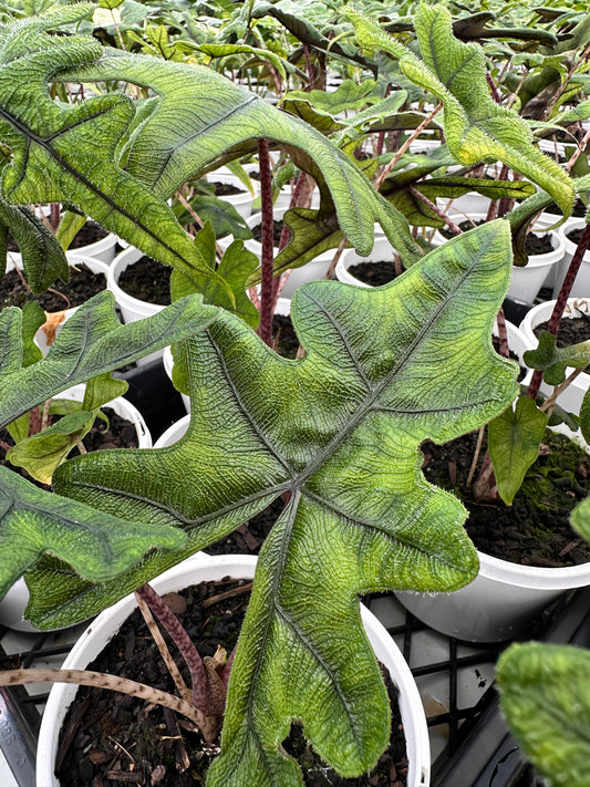 Alocasia 'Jacklyn' RARE 200mm