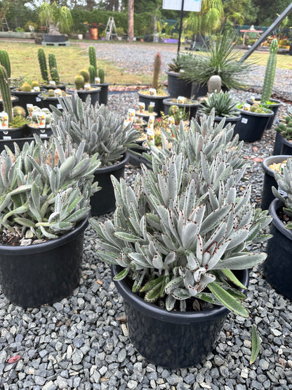Kalanchoe tomentosa 270mm