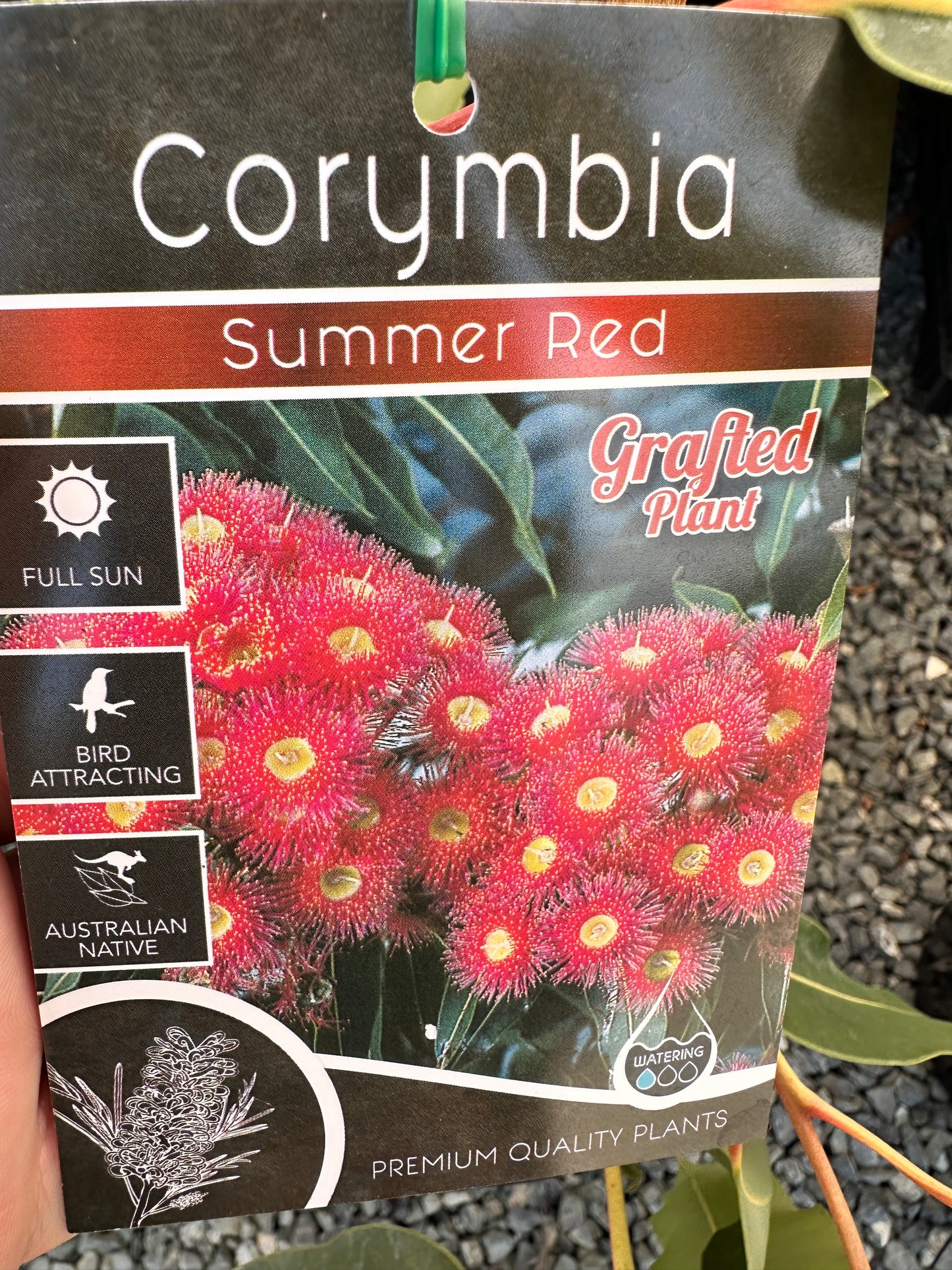 Corymbia 'Summer Red' 300mm (Flowering Gum)