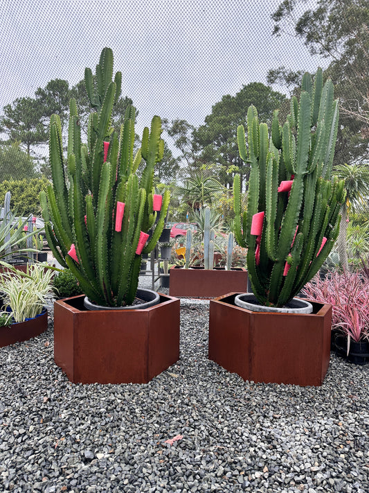 Euphorbia 'Cowboy' 500mm
