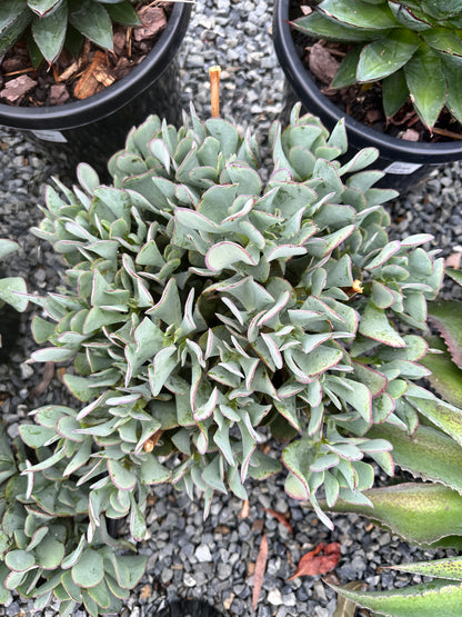 Crassula 'Bluebird' 270mm