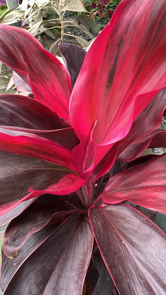 Cordyline 'Red Wings' 200mm