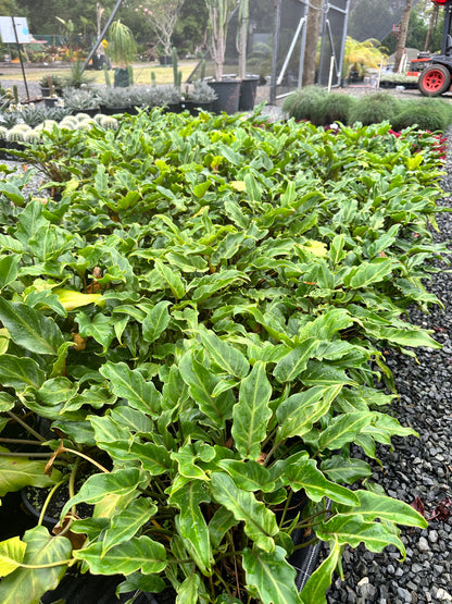 Philodendron 'Xanadu' 200mm