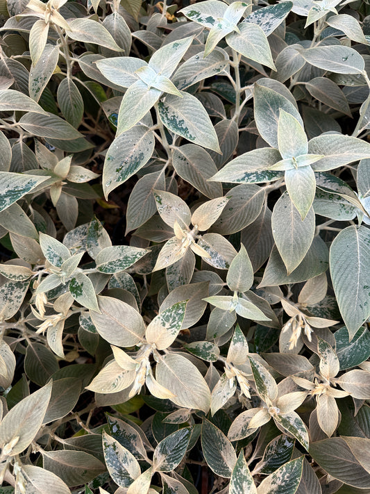 Strobilanthes gossypinus 200mm