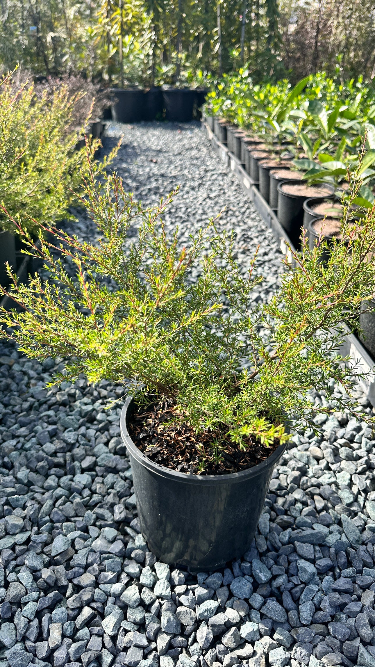 Leptospermum 'Cardwell' 180mm