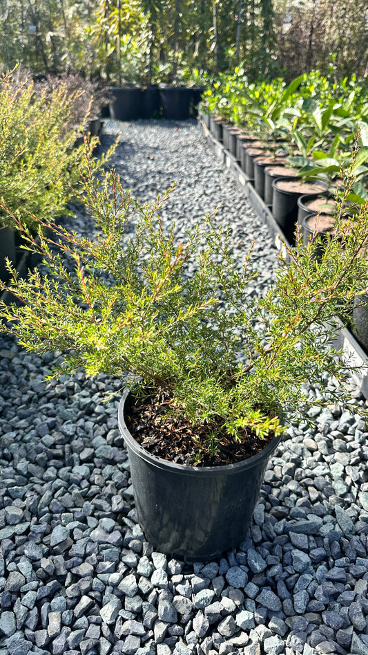 Leptospermum 'Cardwell' 180mm