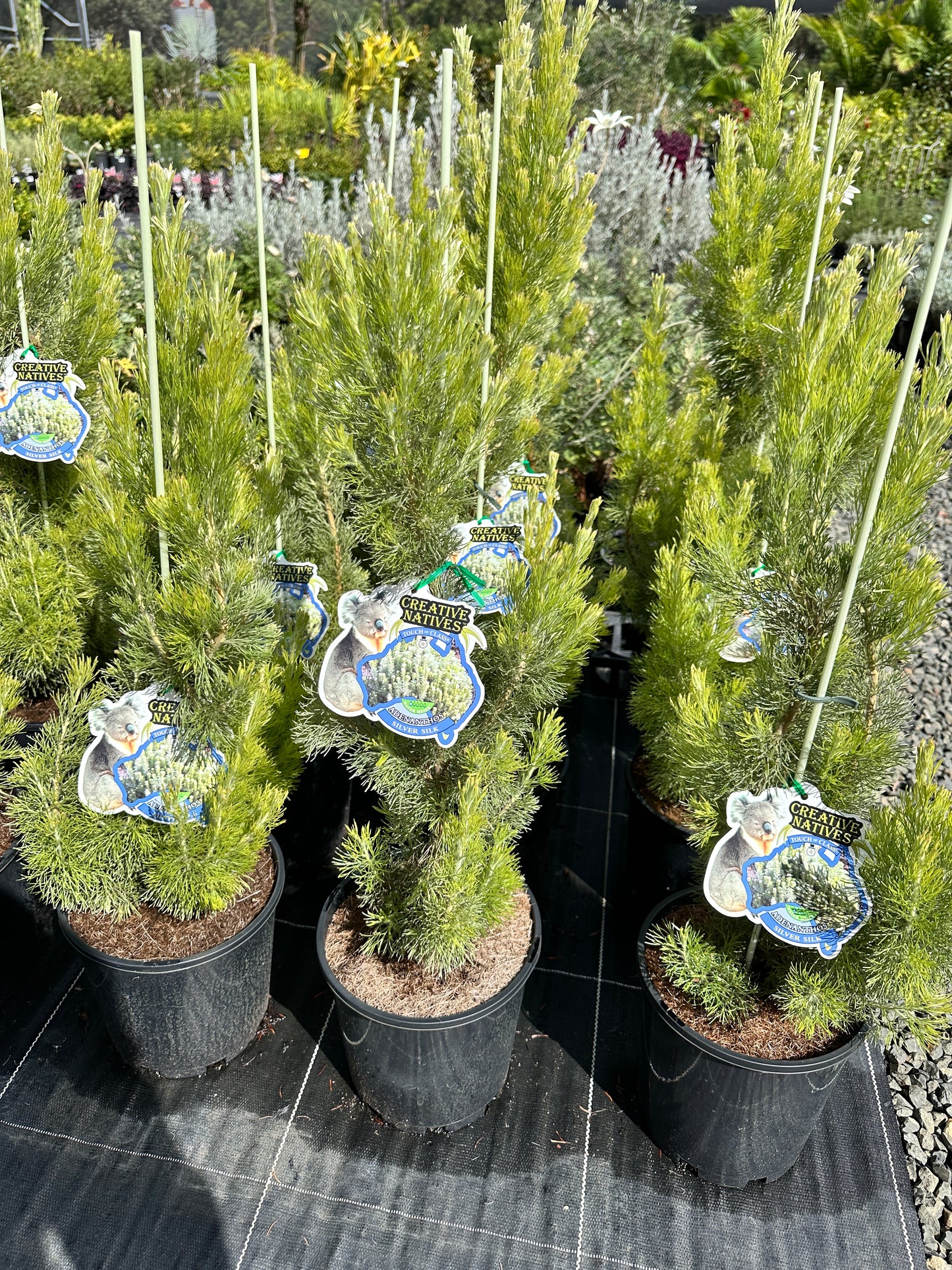 Adenanthos 'Silver Streak' 180mm