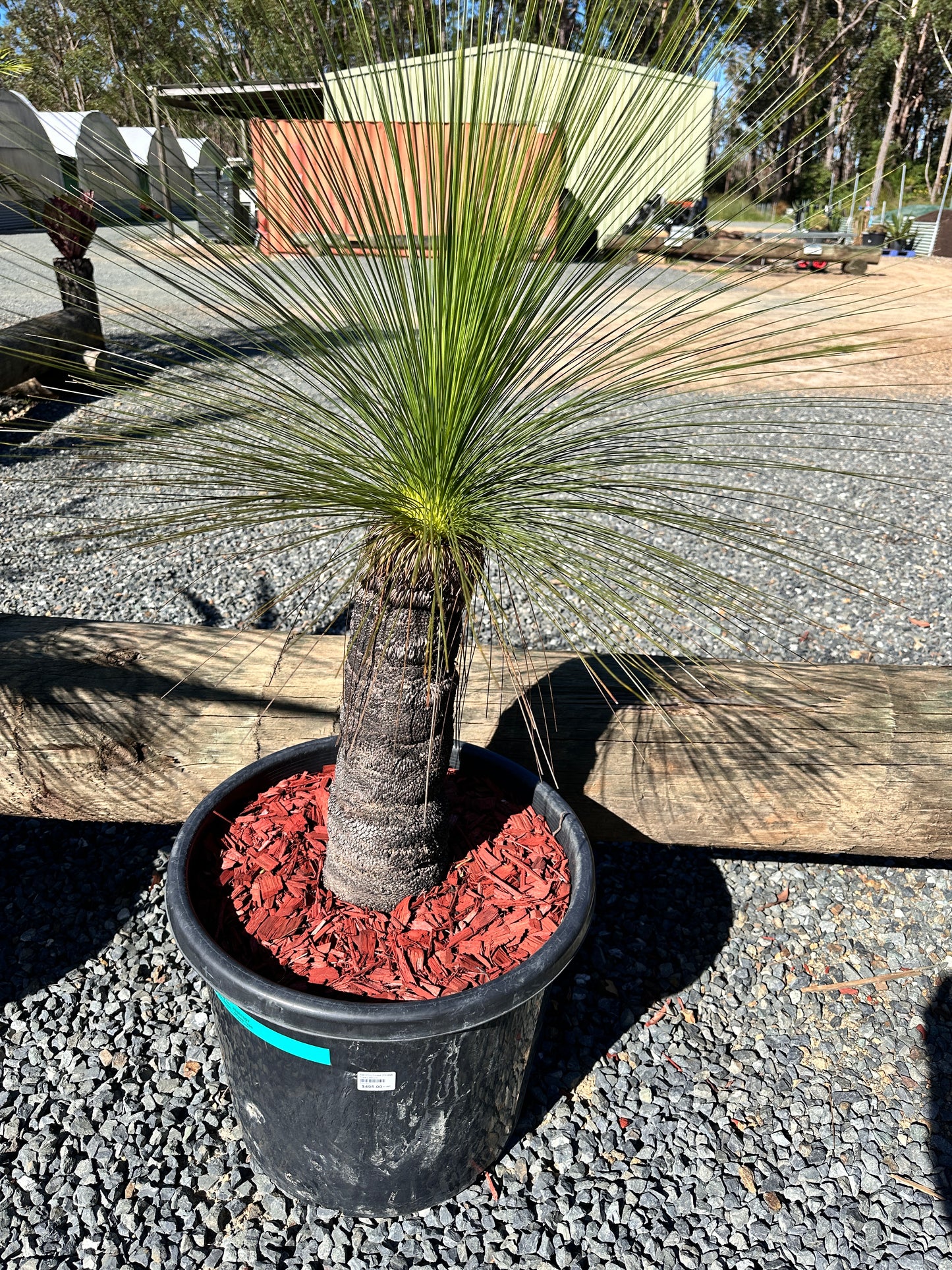 Xanthorrhoea johnsonii (Grass Tree) 45cm Trunk