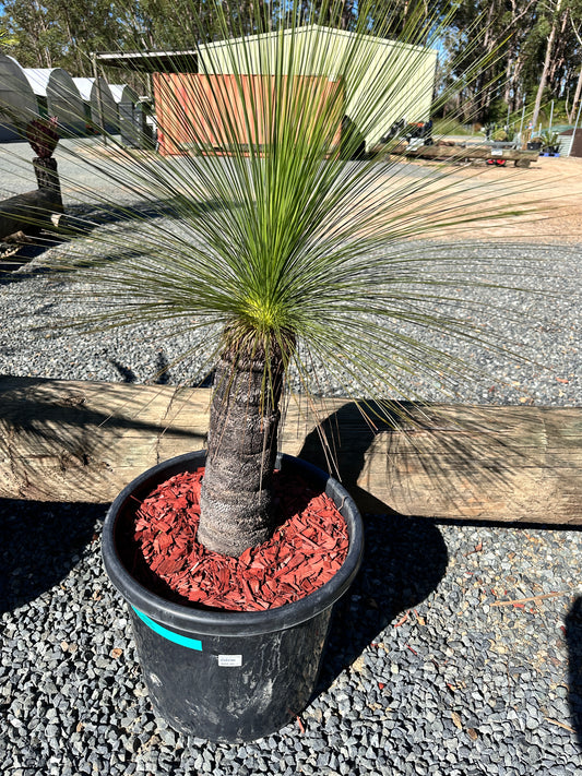 Xanthorrhoea johnsonii (Grass Tree) 45cm Trunk
