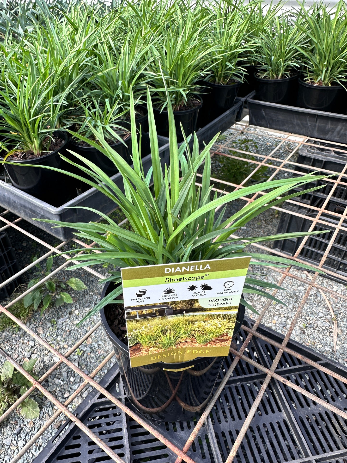 Dianella 'Streetscape' 140mm