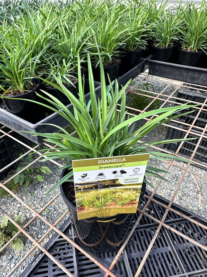 Dianella 'Streetscape' 140mm