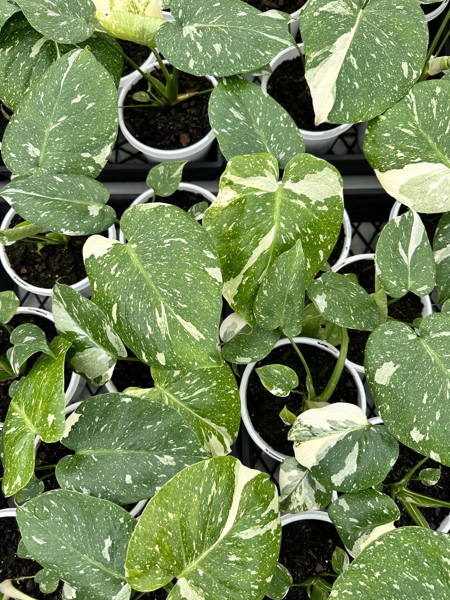 Monstera 'Thai Constellation' RARE 180mm