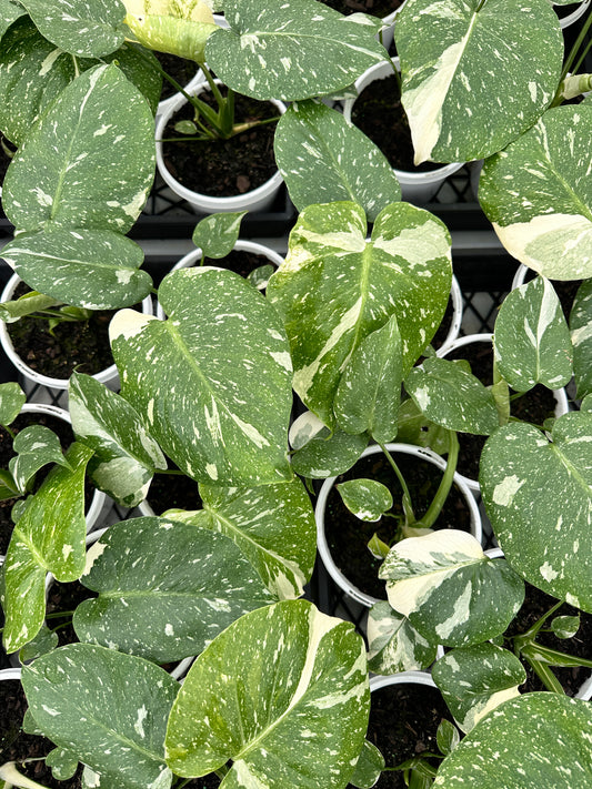 Monstera 'Thai Constellation' RARE 180mm