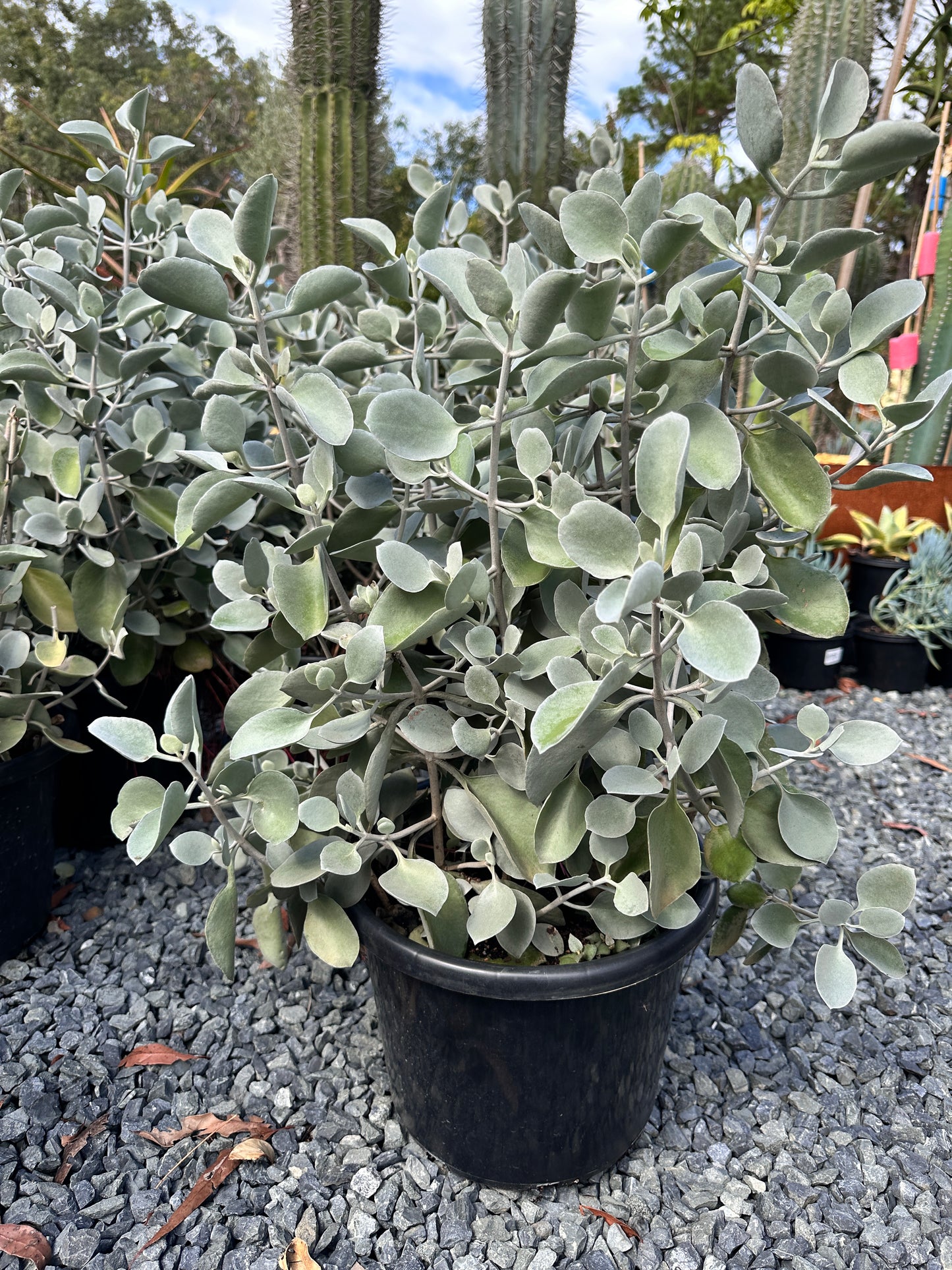 succulent silver spoons Kalanchoe 'Silver Spoons' 270mm
