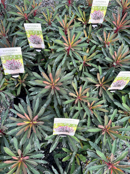 Euphorbia 'Miners Merlot' 180mm