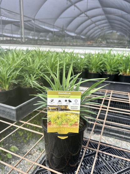 Dianella 'Streetscape' 140mm