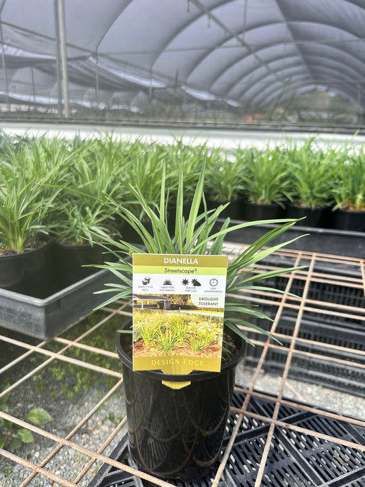 Dianella 'Streetscape' 140mm