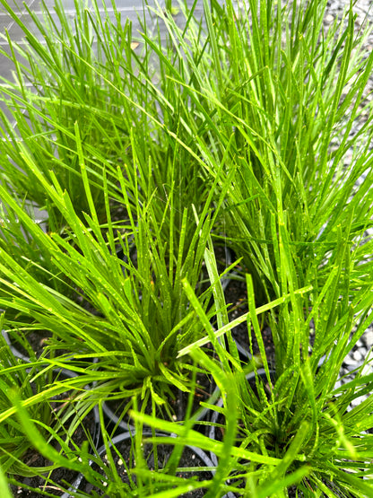 Lomandra 'Little Lime' 140mm