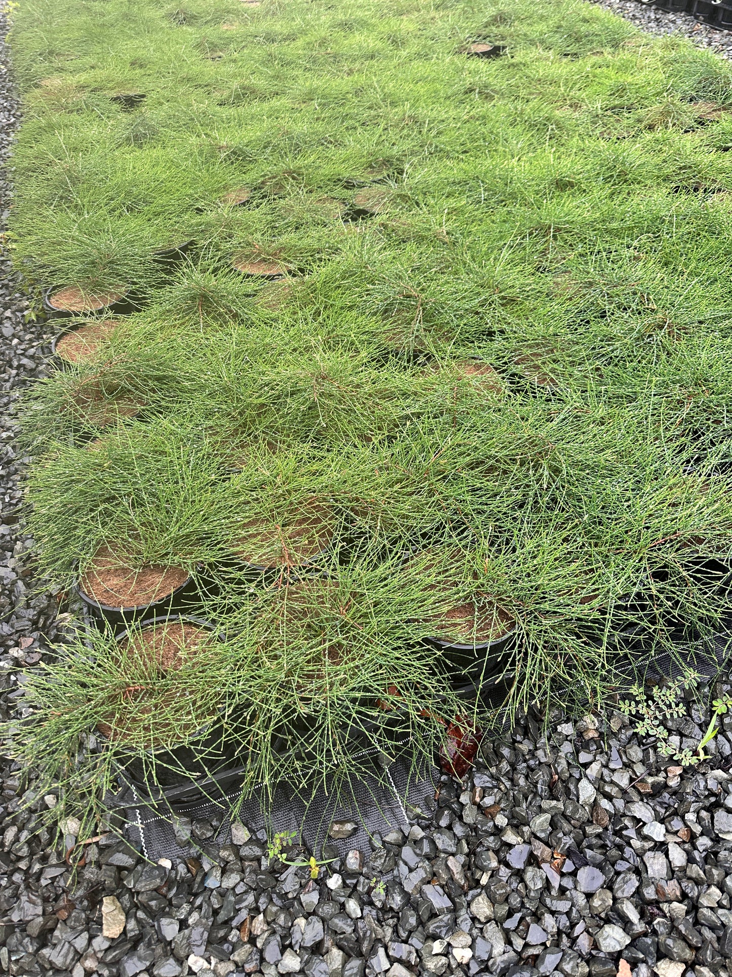 Casuarina 'Cousin It' 140mm