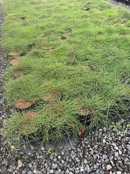 Casuarina 'Cousin It' 140mm