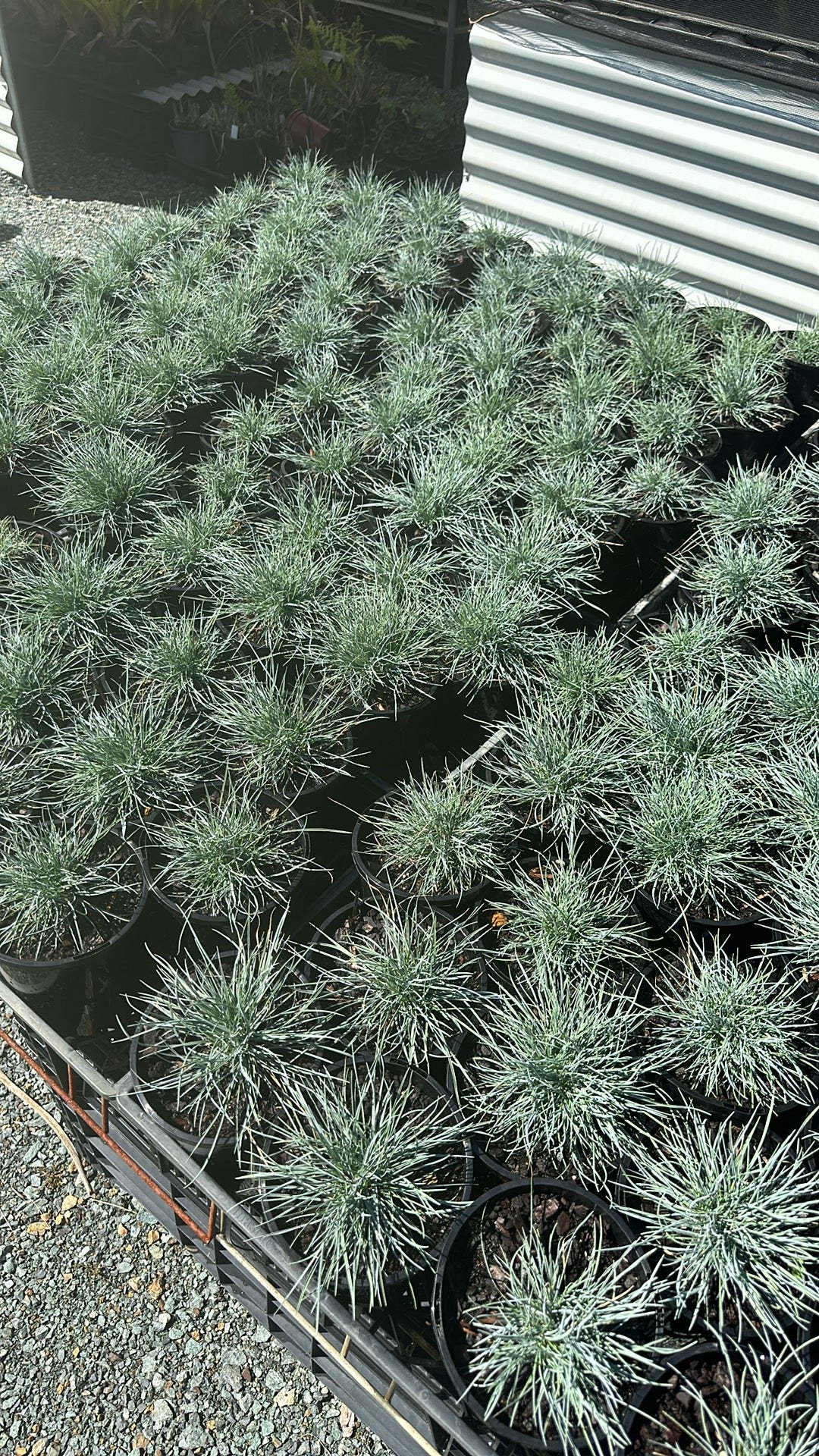 Festuca 'Beyond Blue' 140mm