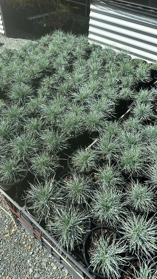 Festuca 'Beyond Blue' 140mm
