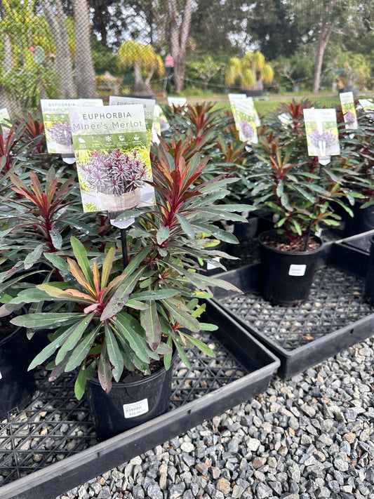 Euphorbia 'Miners Merlot' 180mm