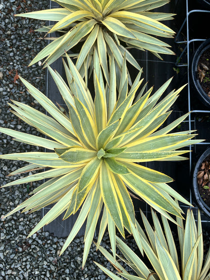Yucca 'Citrus Twist' 300mm