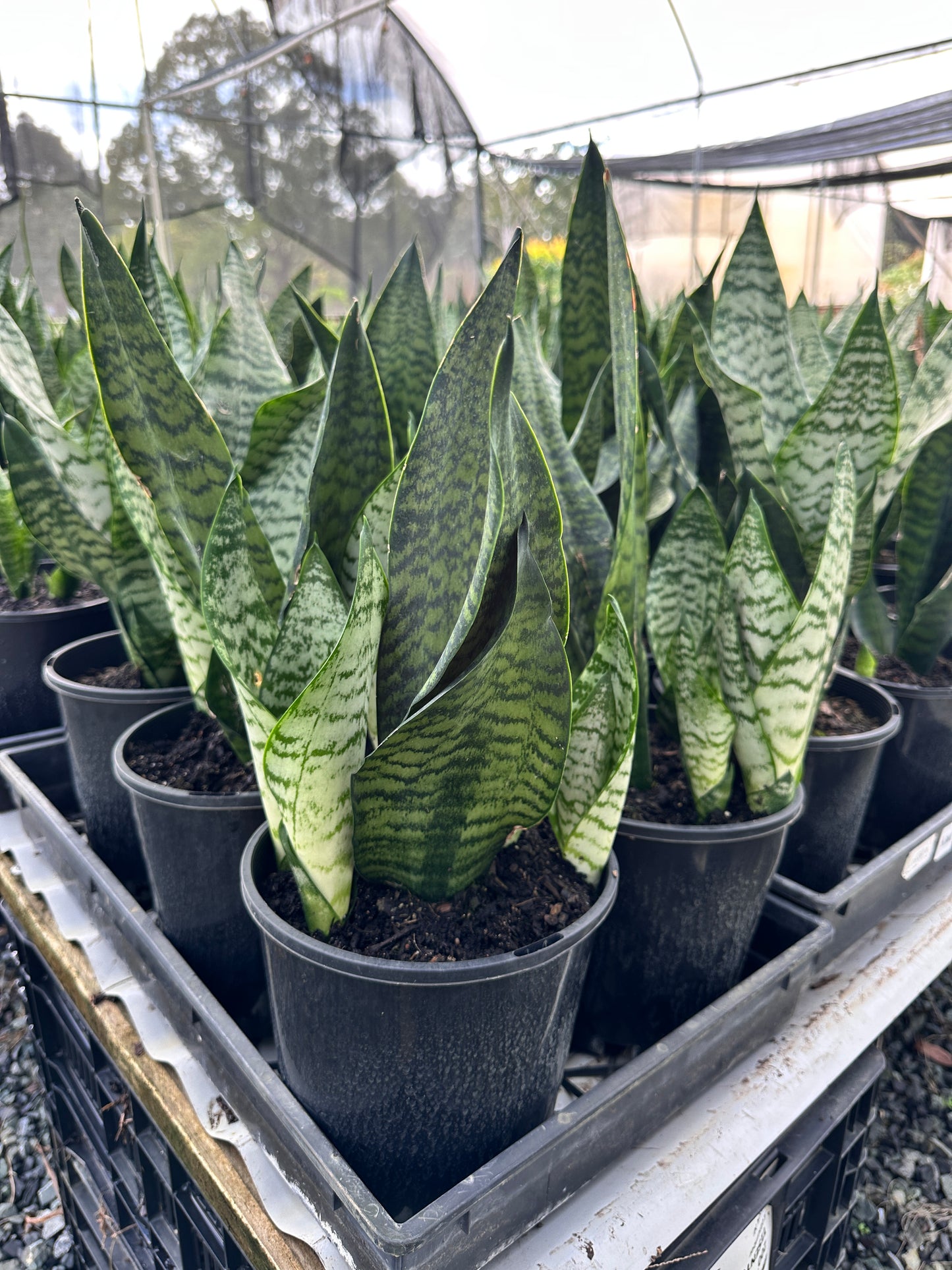 Sansevieria 'Robusta' 180mm