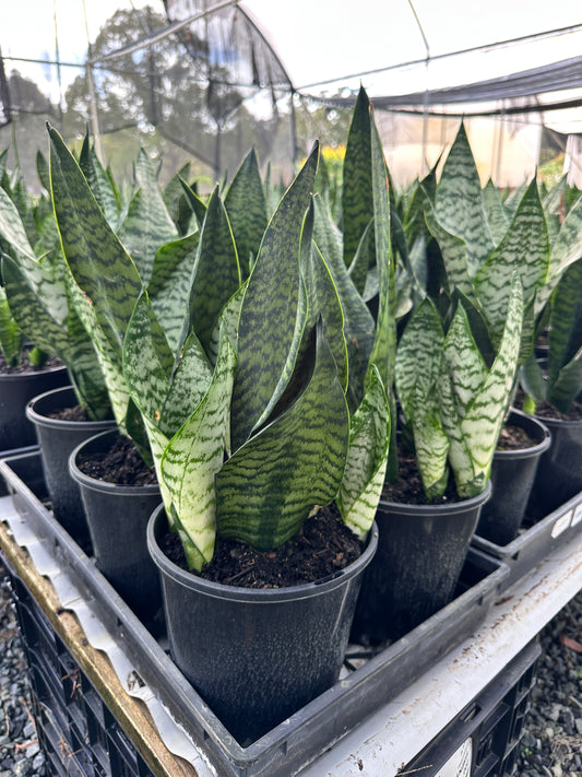 Sansevieria 'Robusta' 180mm