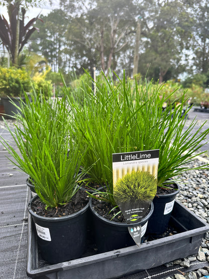 Lomandra 'Little Lime' 140mm