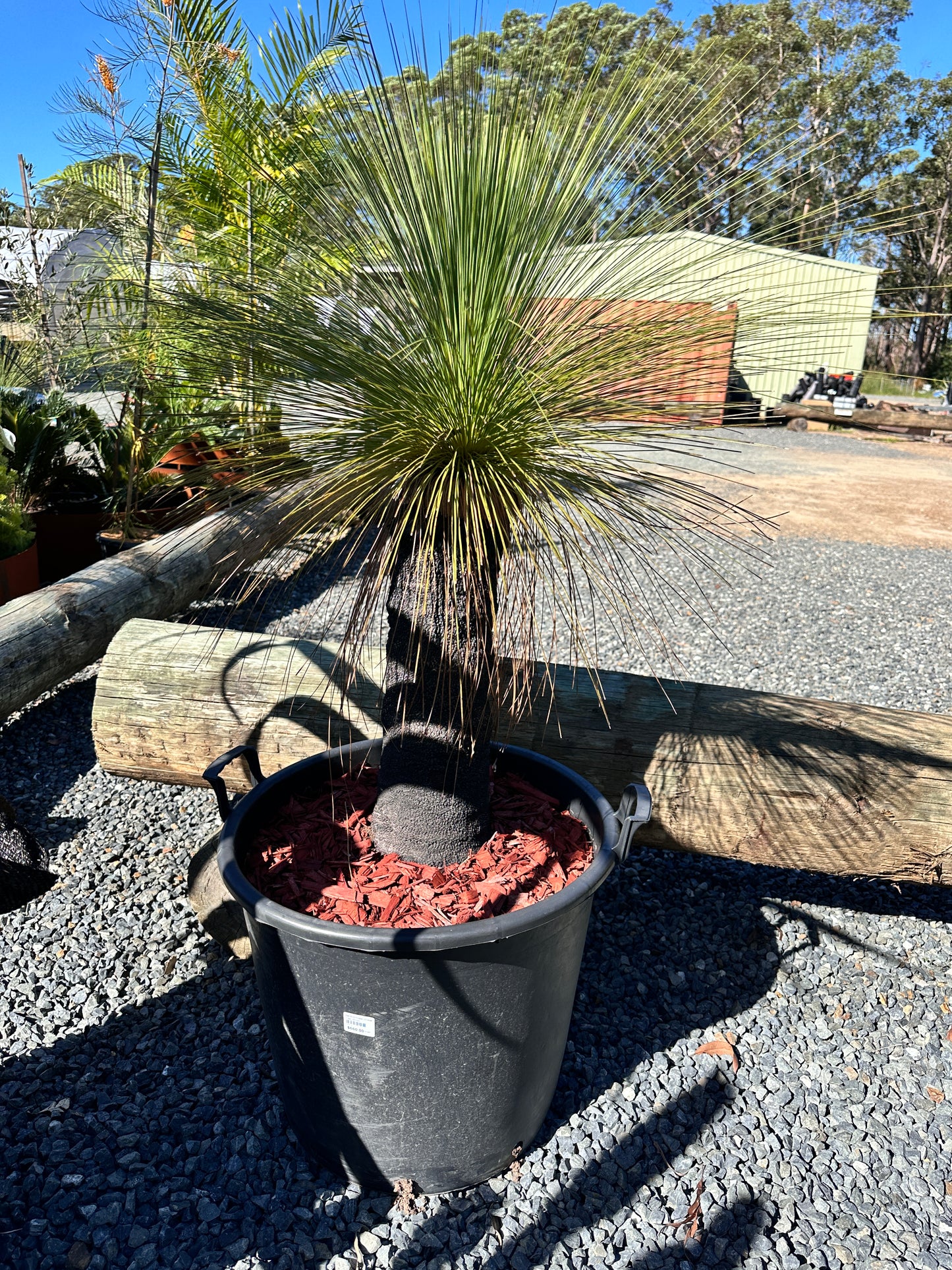Xanthorrhoea johnsonii (Grass Tree) 60cm Trunk