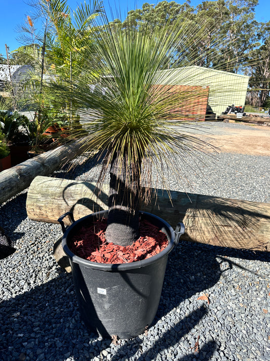 Xanthorrhoea johnsonii (Grass Tree) 60cm Trunk