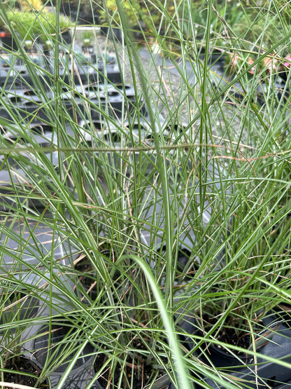 Miscanthus sinensis 'Gracillimus' 140mm