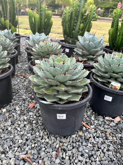 Agave potatorum 270mm