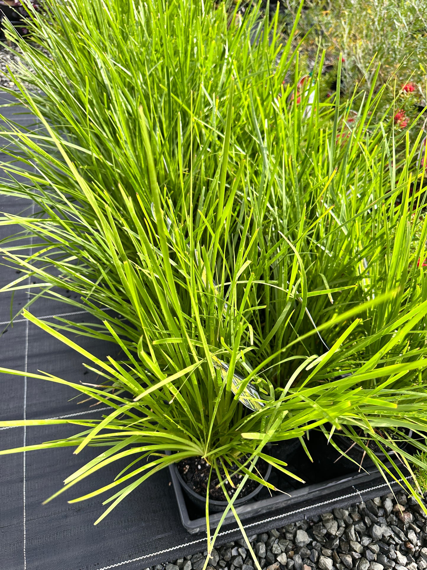 Lomandra 'Dalliance' 140mm