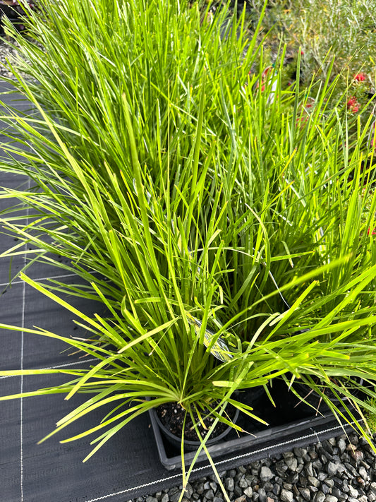 Lomandra 'Dalliance' 140mm